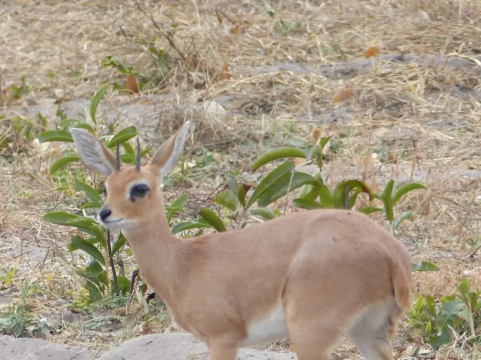 k-P1090685.JPG