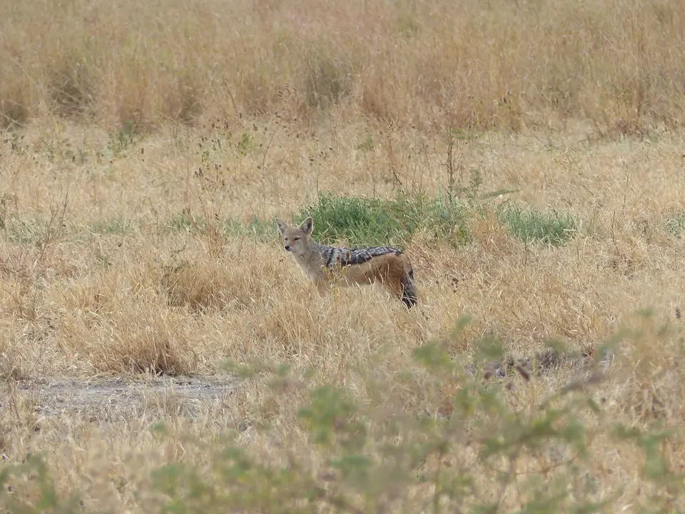k-P1090691.JPG