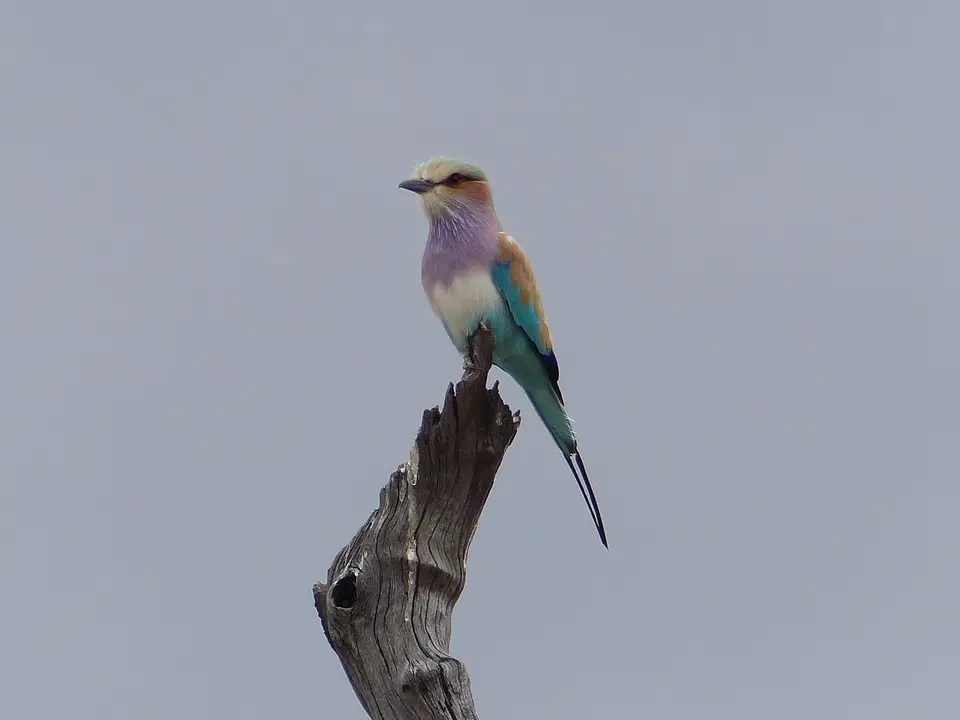 k-P1090720.JPG