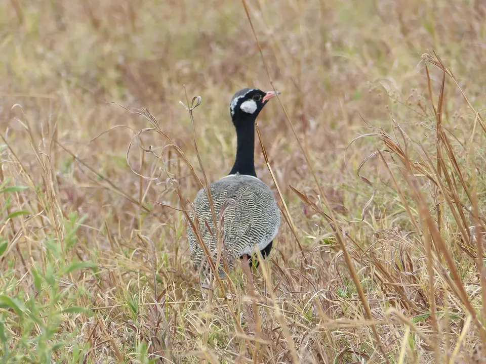 k-P1090733.JPG