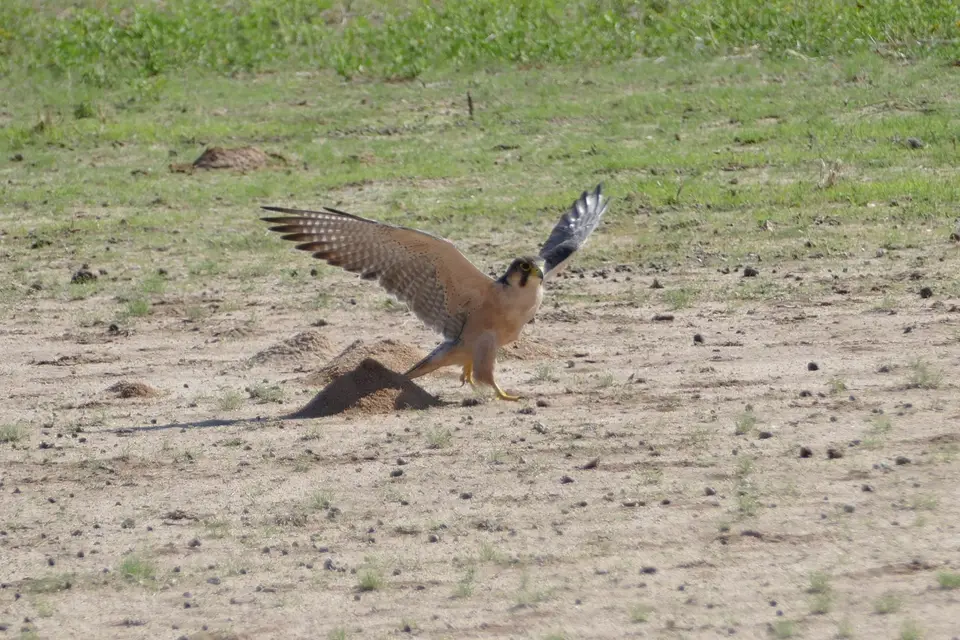 k-P1120497.JPG