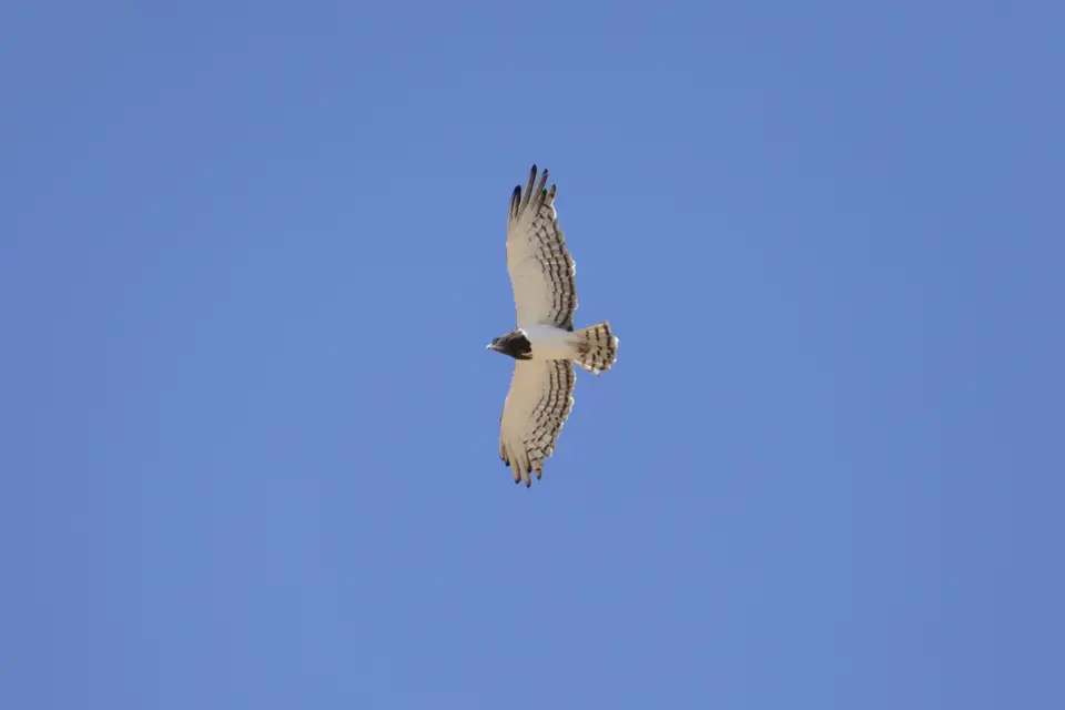 k-P1120543.JPG