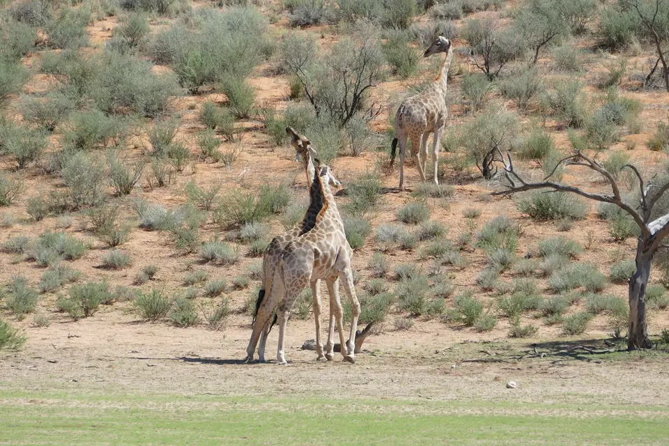k-P1120716.JPG