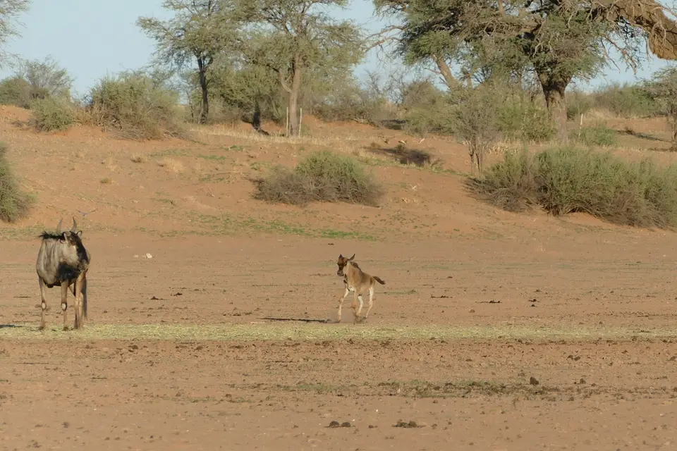 k-P1130037.JPG
