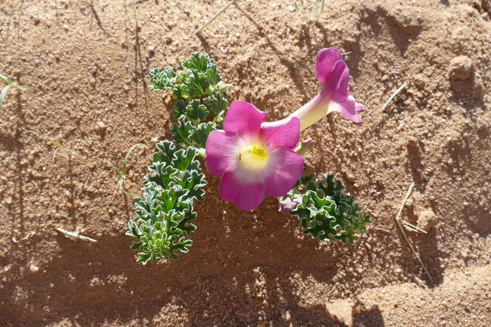 k-P1130128.JPG