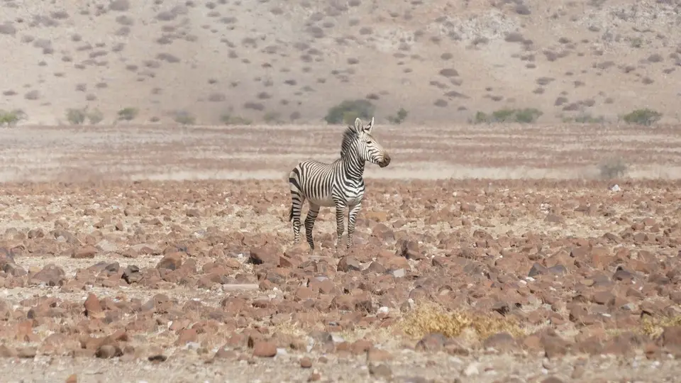k-P1150257.JPG