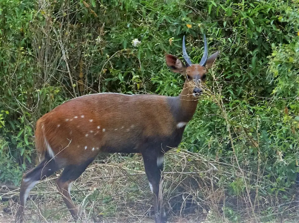 k-k-P1060724.JPG