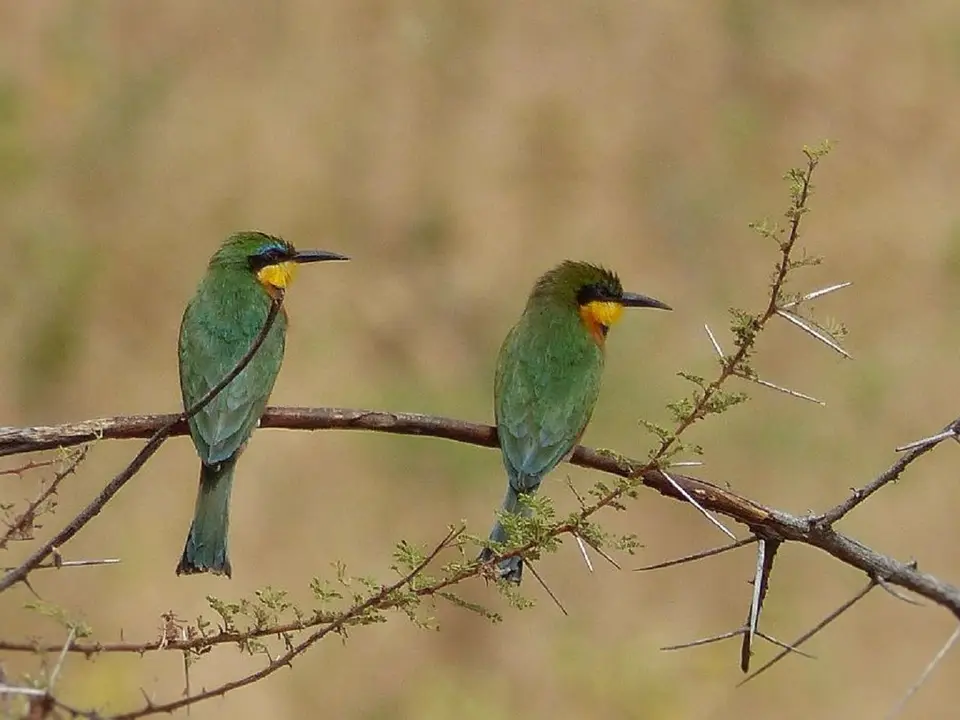 k-k-P1060737.JPG