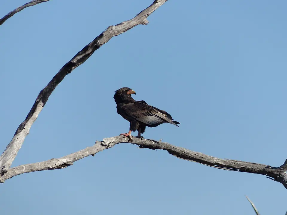 k-k-P1090263.JPG