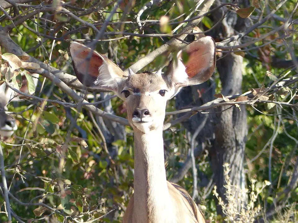 k-k-P1090273.JPG