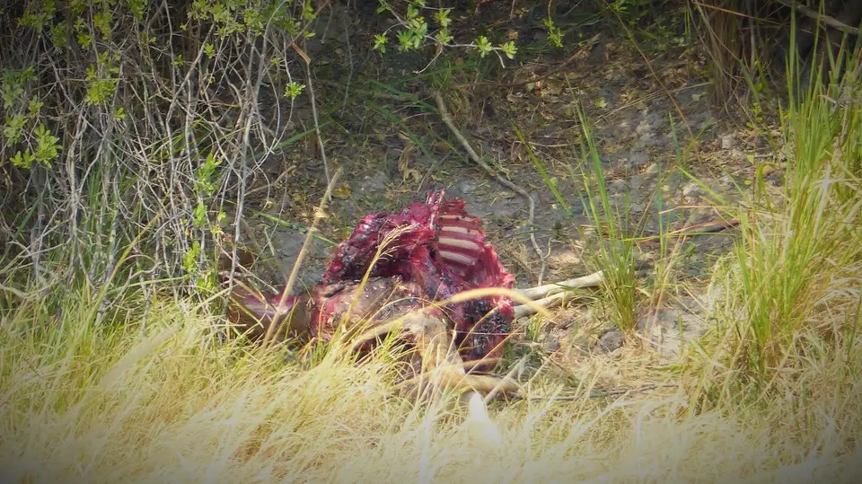 he6966cf.JPG