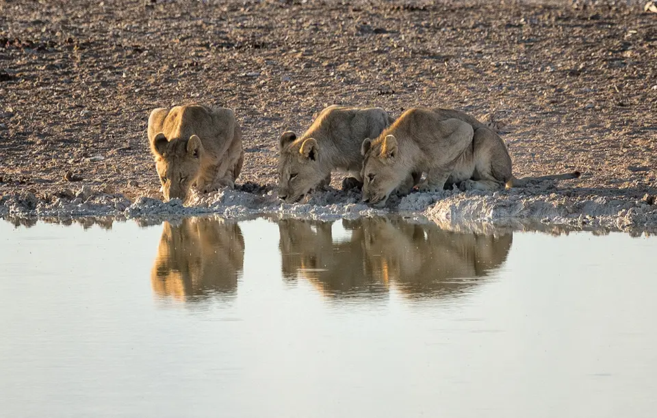 2183Etosha09052017.jpg