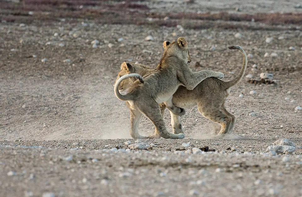 2194Etosha09052017.jpg