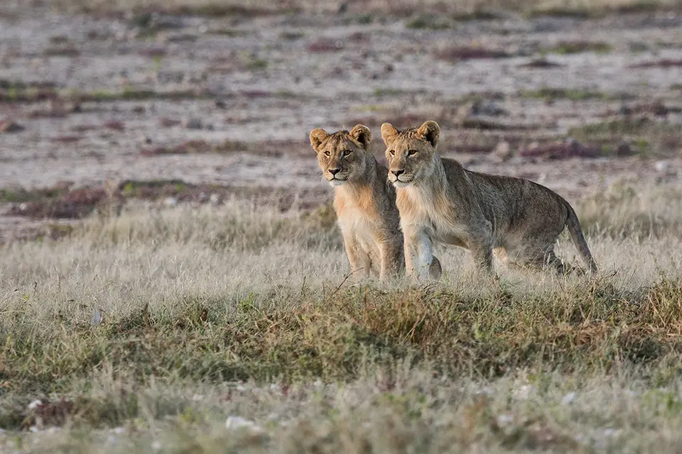 2196Etosha09052017.jpg