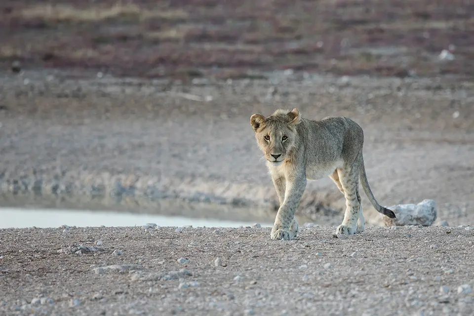 2197Etosha09052017.jpg