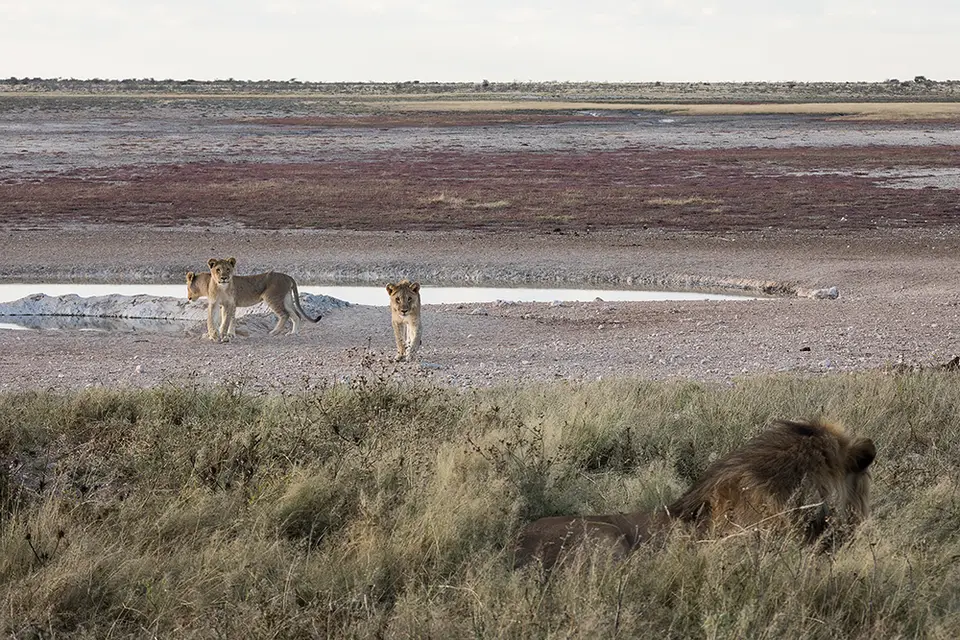 2199Etosha09052017.jpg