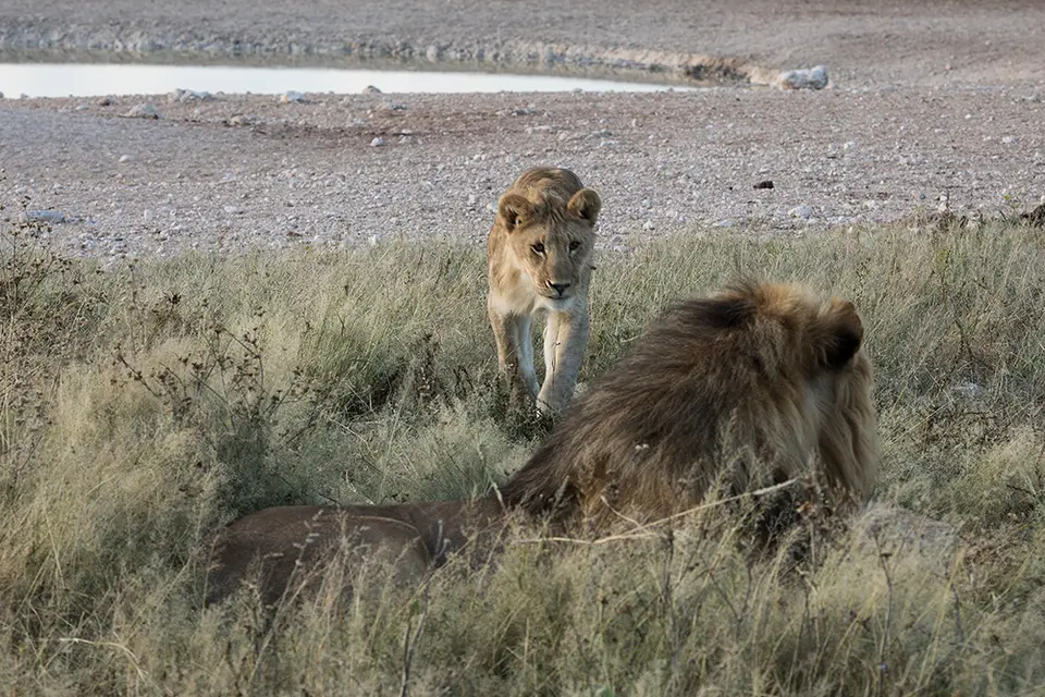 2201Etosha09052017.jpg