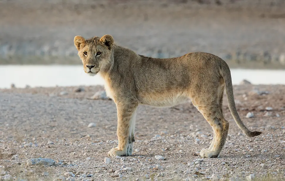 2206Etosha09052017.jpg