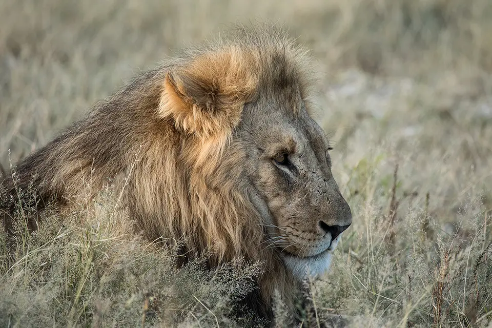 2208Etosha09052017.jpg