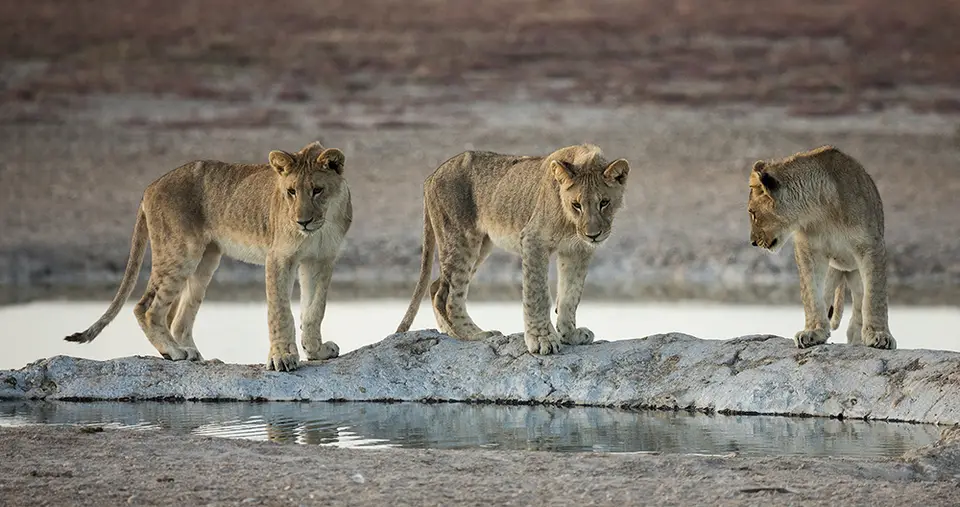 2212Etosha09052017.jpg