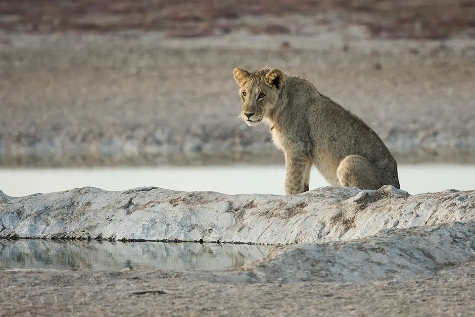 2216Etosha09052017.jpg