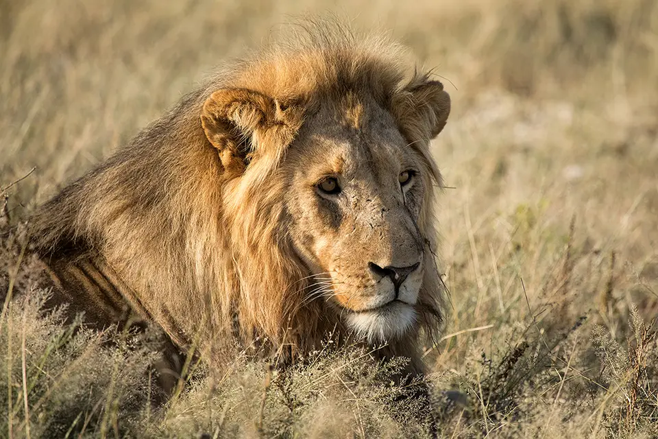 2219Etosha09052017.jpg