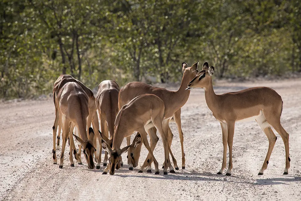 2250Etosha09052017.jpg