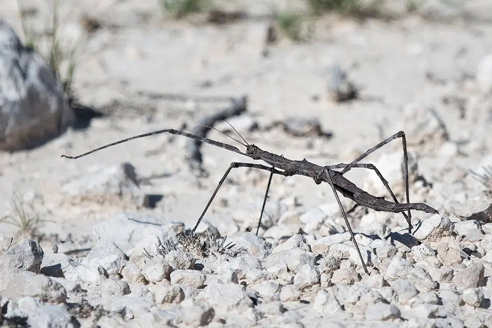 2256Etosha09052017.jpg