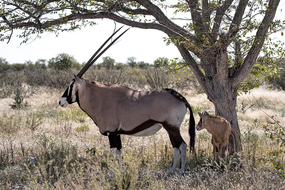 2258Etosha09052017.jpg