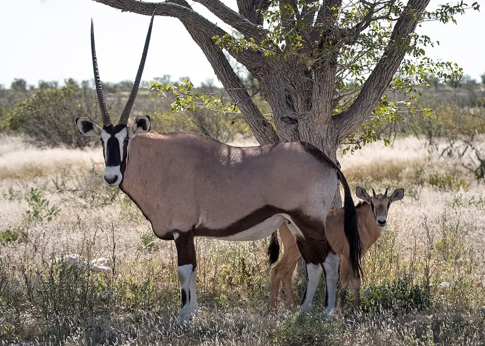 2260Etosha09052017.jpg