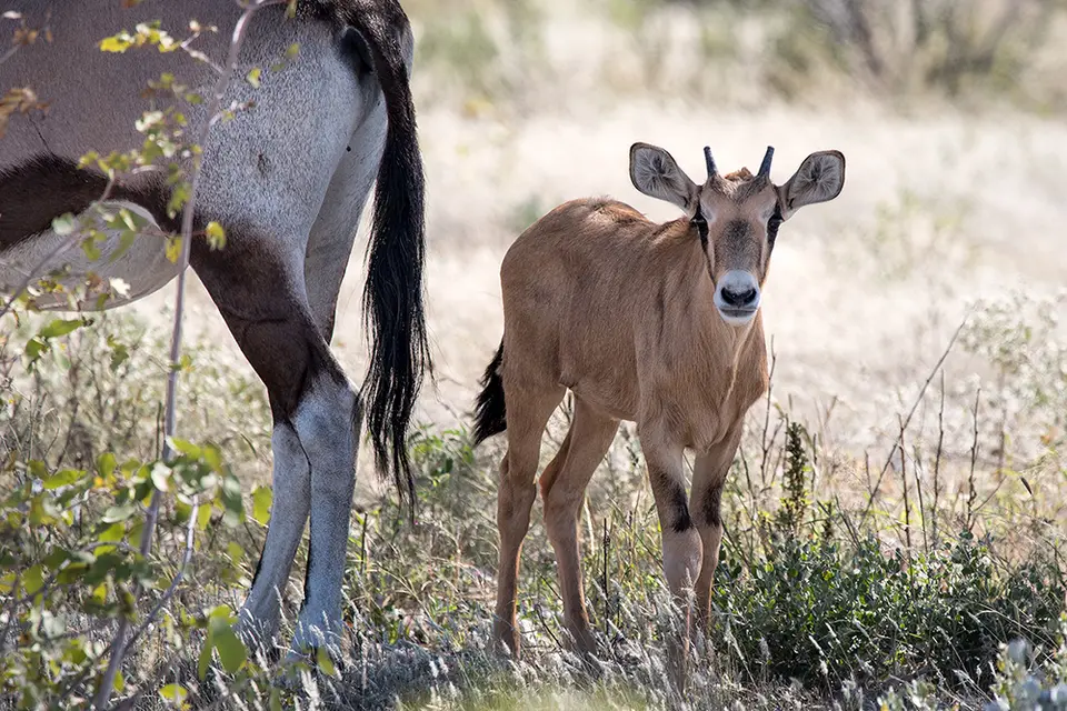 2265Etosha09052017.jpg