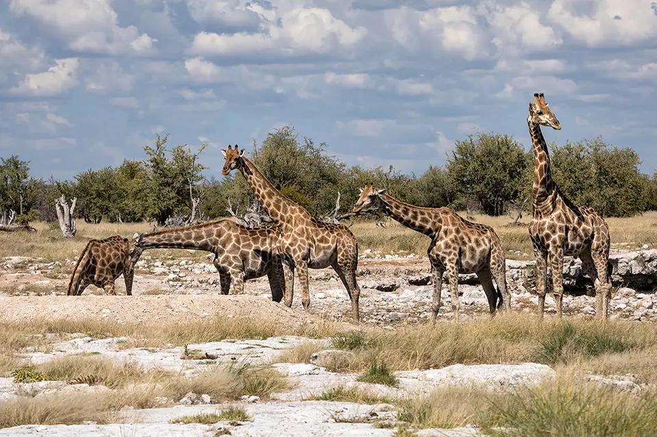 2286Etosha09052017.jpg