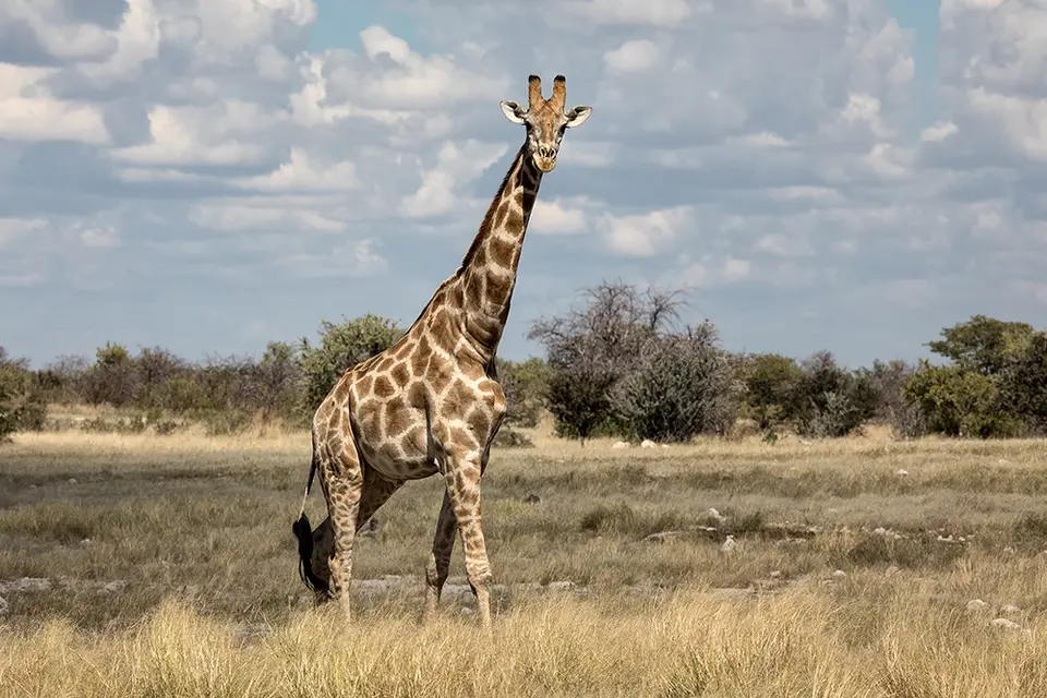 2288Etosha09052017.jpg