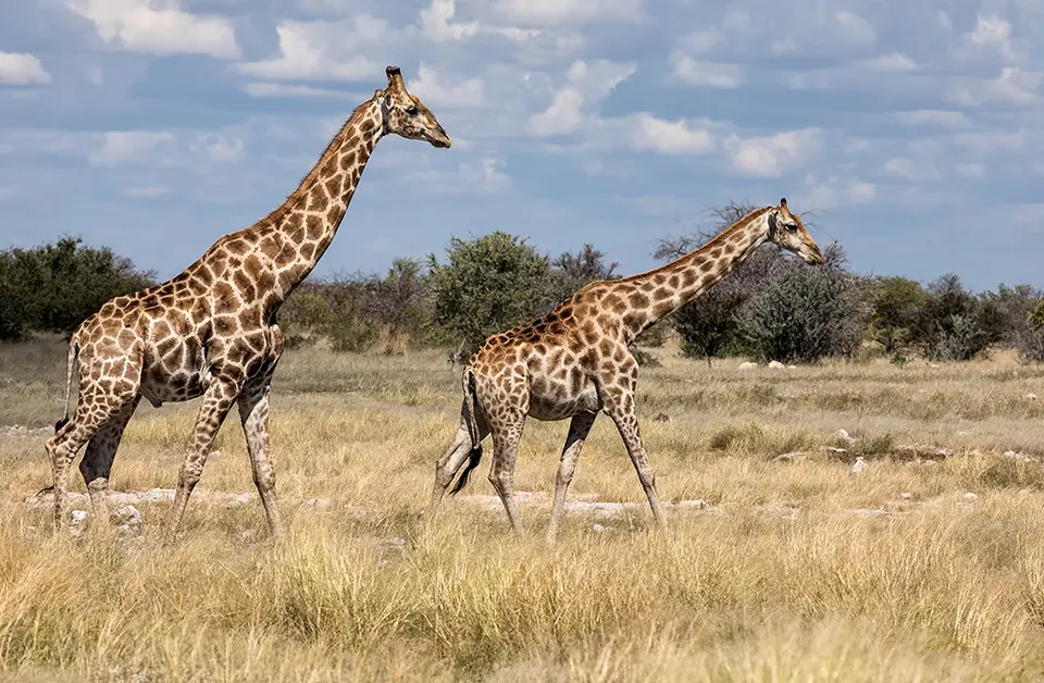 2289Etosha09052017.jpg