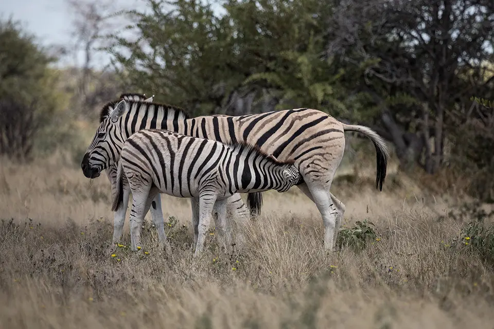 2305Etosha09052017.jpg