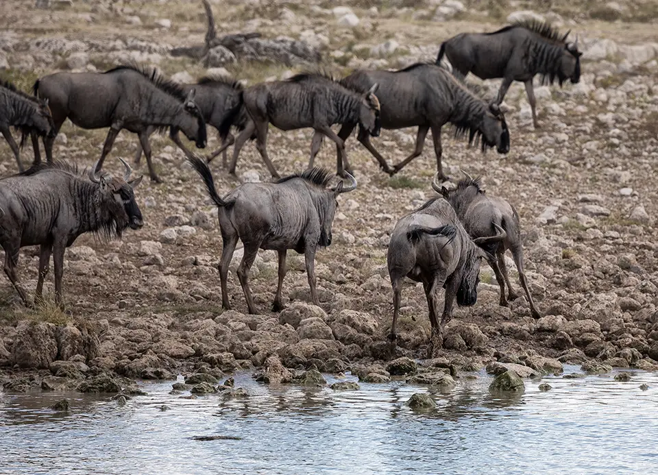 2316Etosha09052017.jpg
