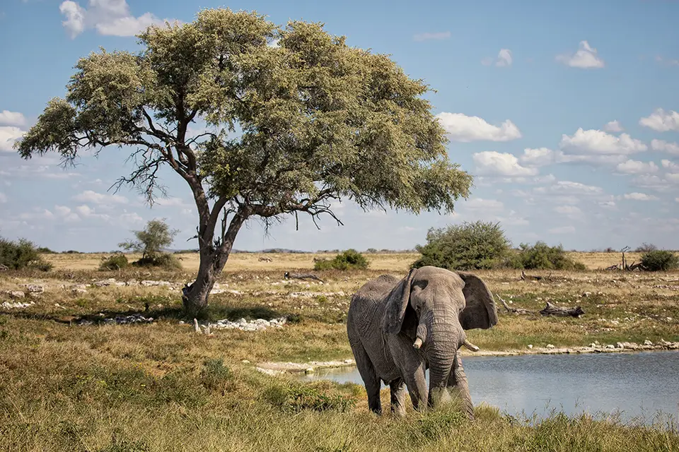 2326Etosha09052017.jpg