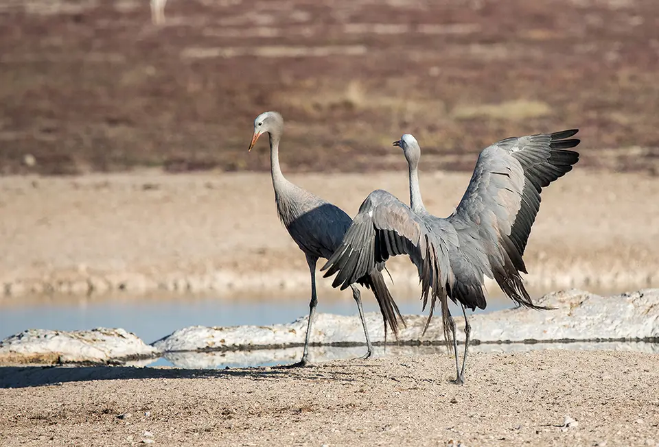 2360Etosha09052017.jpg
