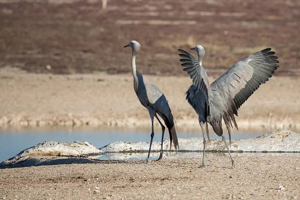 2361Etosha09052017.jpg