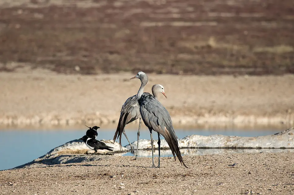 2368Etosha09052017.jpg