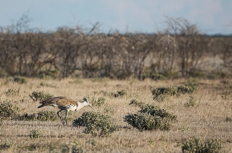 2369Etosha09052017.jpg