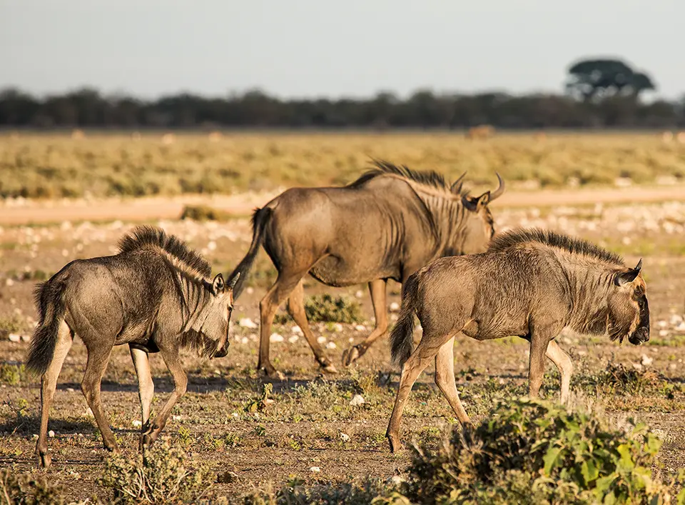 2375Etosha10052017.jpg