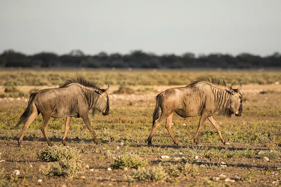 2377Etosha10052017.jpg