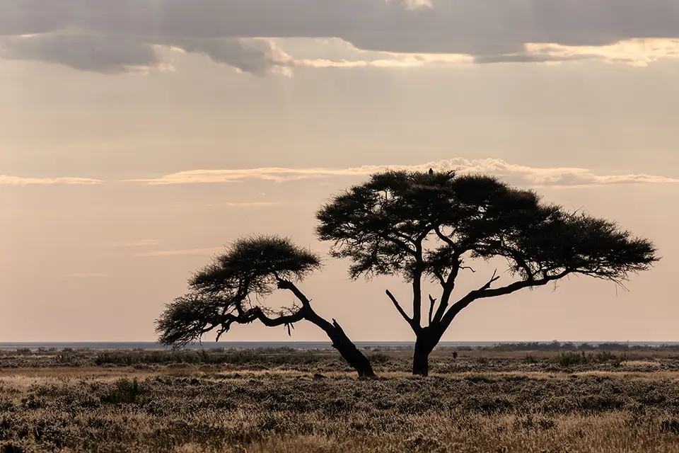 2384Etosha10052017.jpg