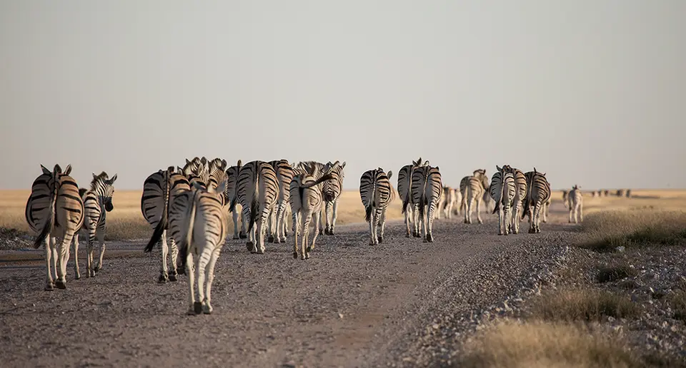 2387Etosha10052017.jpg