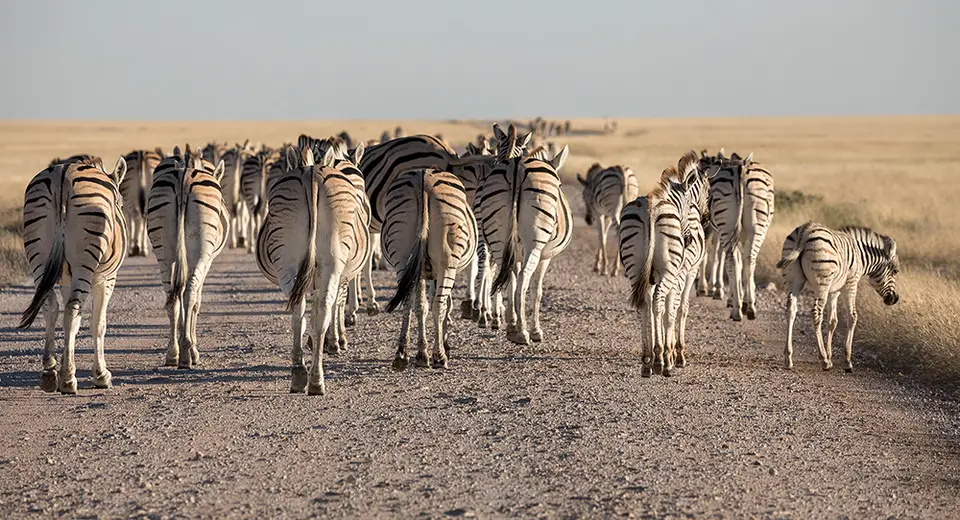 2395Etosha10052017.jpg