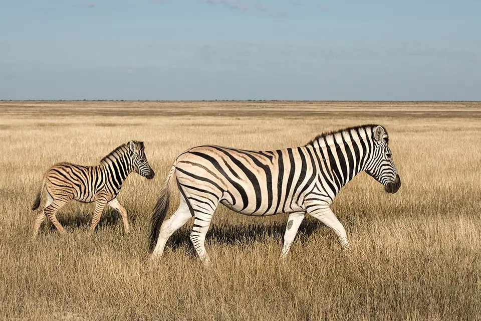 2406Etosha10052017.jpg
