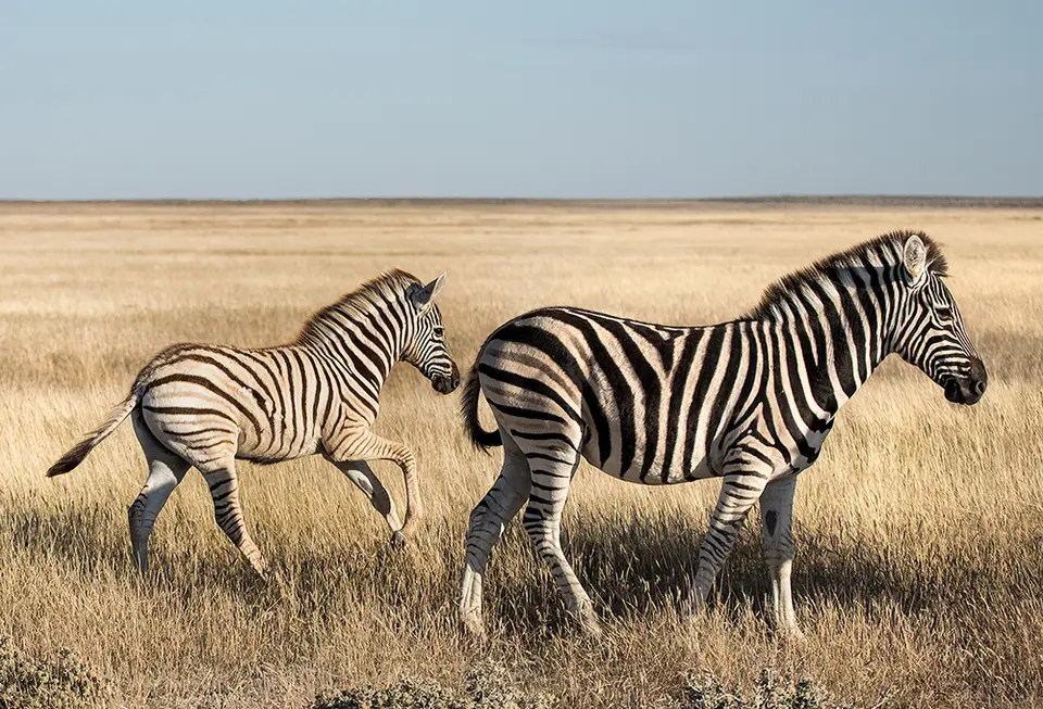 2418Etosha10052017.jpg