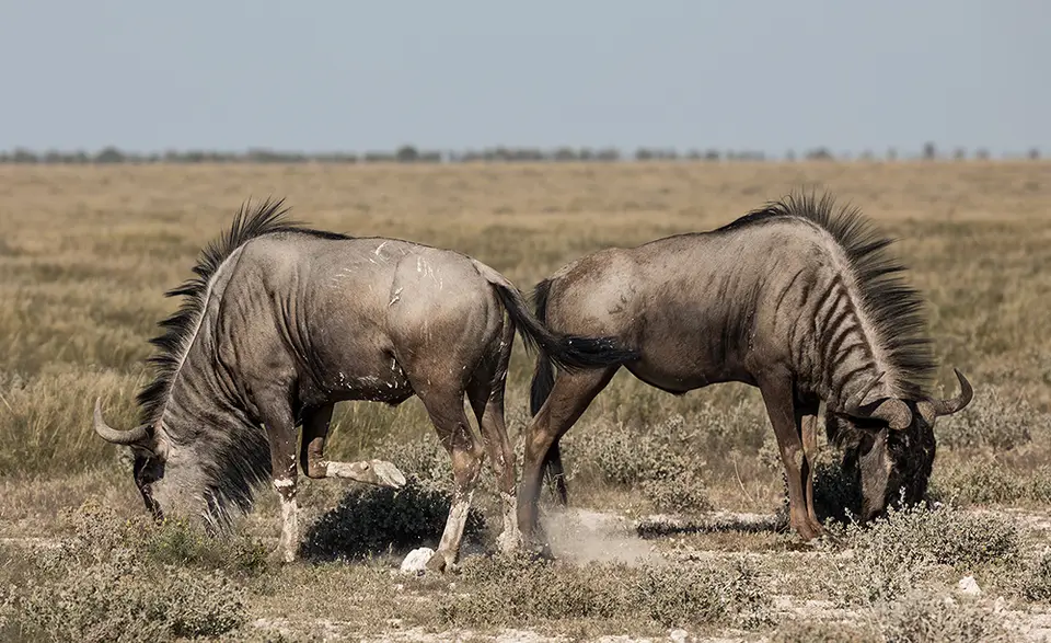 2446Etosha10052017.jpg