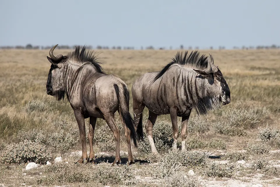 2450Etosha10052017.jpg